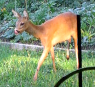 Rote Rüben zum Frühstück 2014